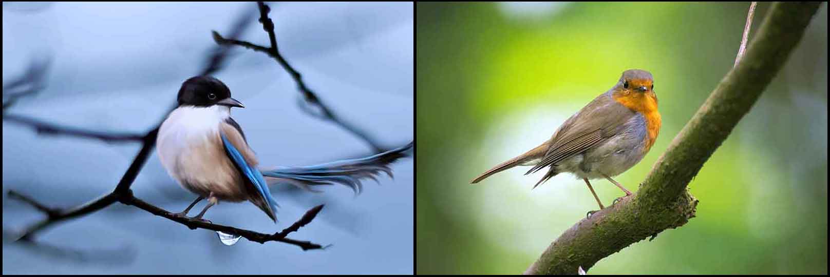 BirdCollage2
