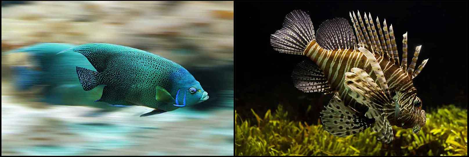 FishCollage1