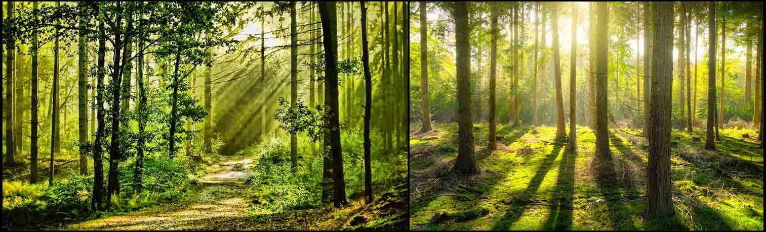 ForestCollage1