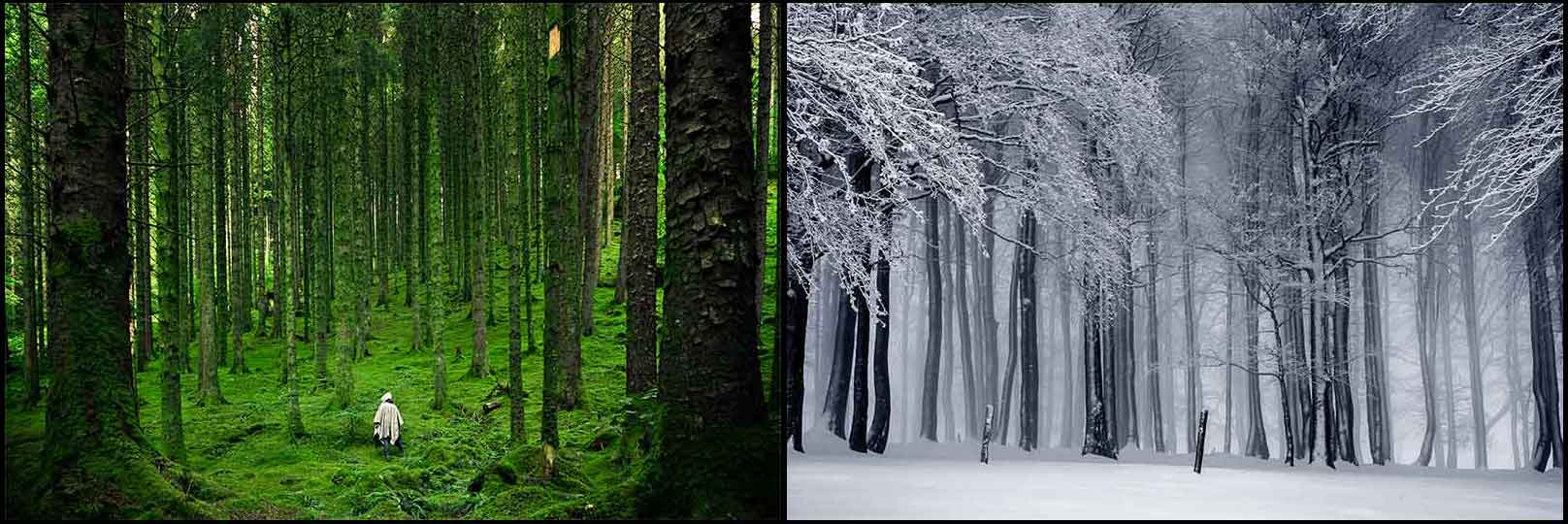 ForestCollage2