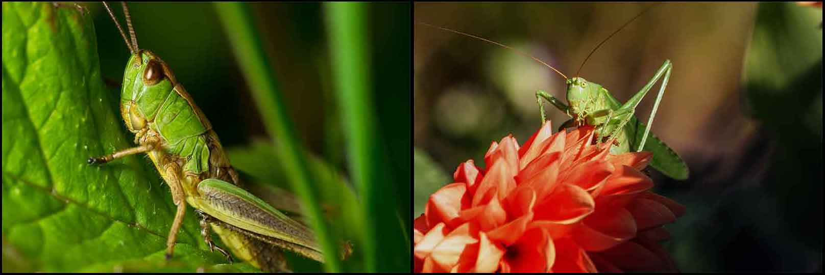 GrasshopperCollage2