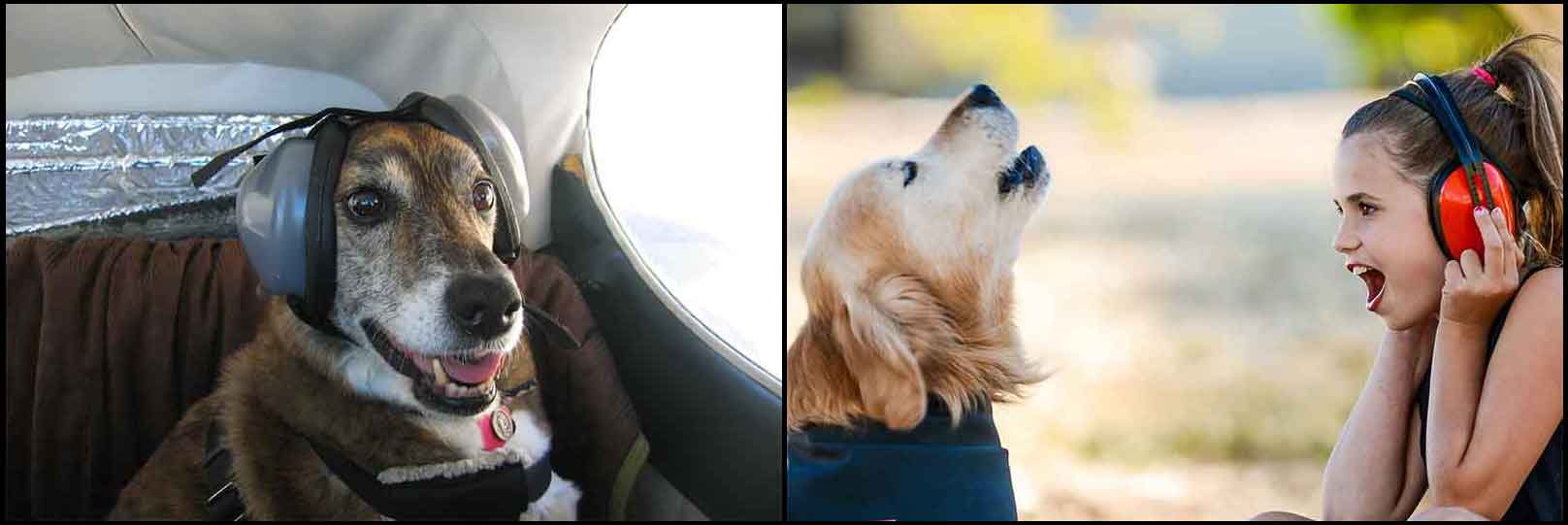 LoudDogCollage1