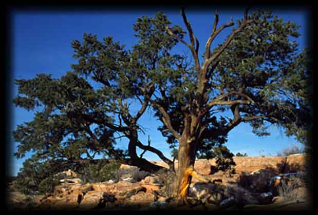 pinyontree1-optimized