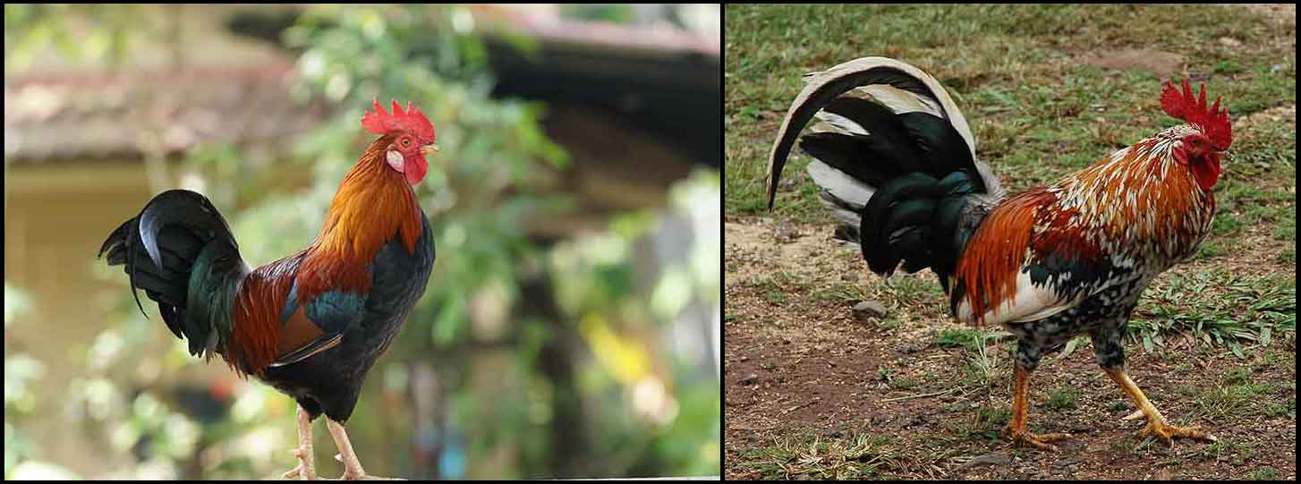RoosterCollage1